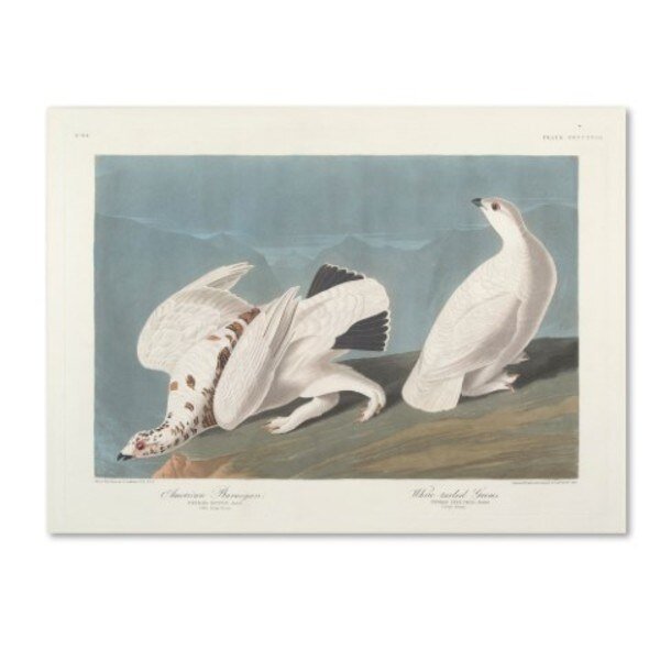 John James Audubon 'American Ptarmigan' Canvas Art, 18x24, Trademark Fine Art, Mfr#: BL01257-C1824GG